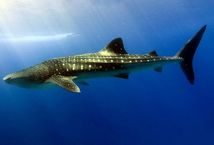 O tubarão-baleia é encontrado em águas tropicais e subtropicais ao redor do mundo, preferindo temperaturas entre 21°C e 30°C.
