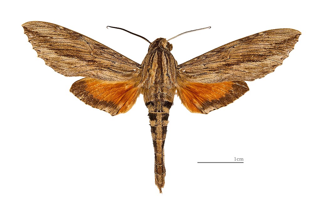 É uma mariposa comum na América do Sul e Central. Suas lagartas são grandes e se alimentam de plantas diversas. Sua vida adulta dura poucas semanas.