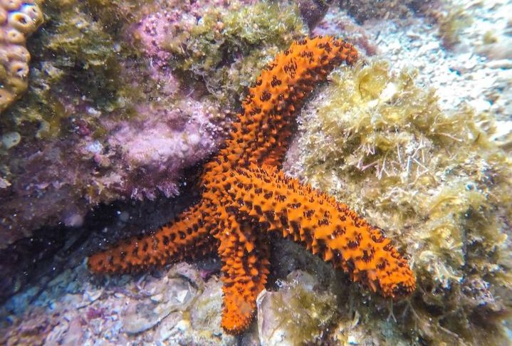 Seus predadores naturais incluem estrelas-do-mar, caranguejos e caramujos.