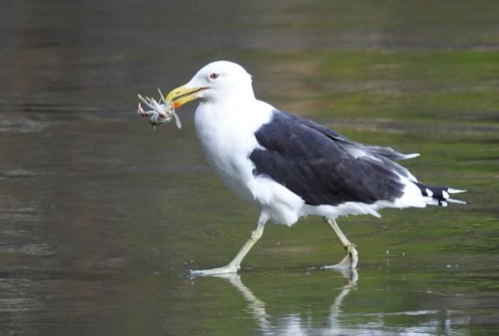 Gaivota comendo