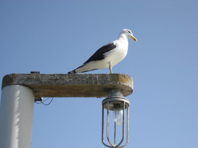 Gaivota