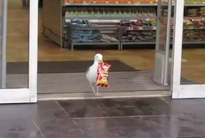 Gaivota rouba pacote de batata frita de supermercado e come do lado de fora