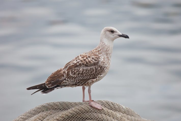 Gaivota