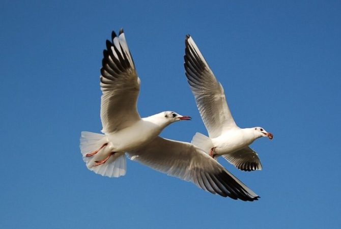 Gaivotas: hábitos, adaptações e curiosidades dessas aves costeiras
