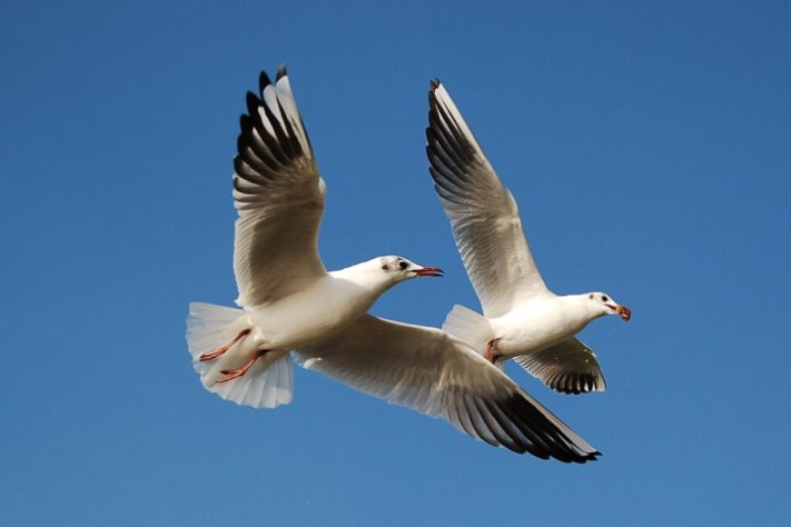 Gaivotas