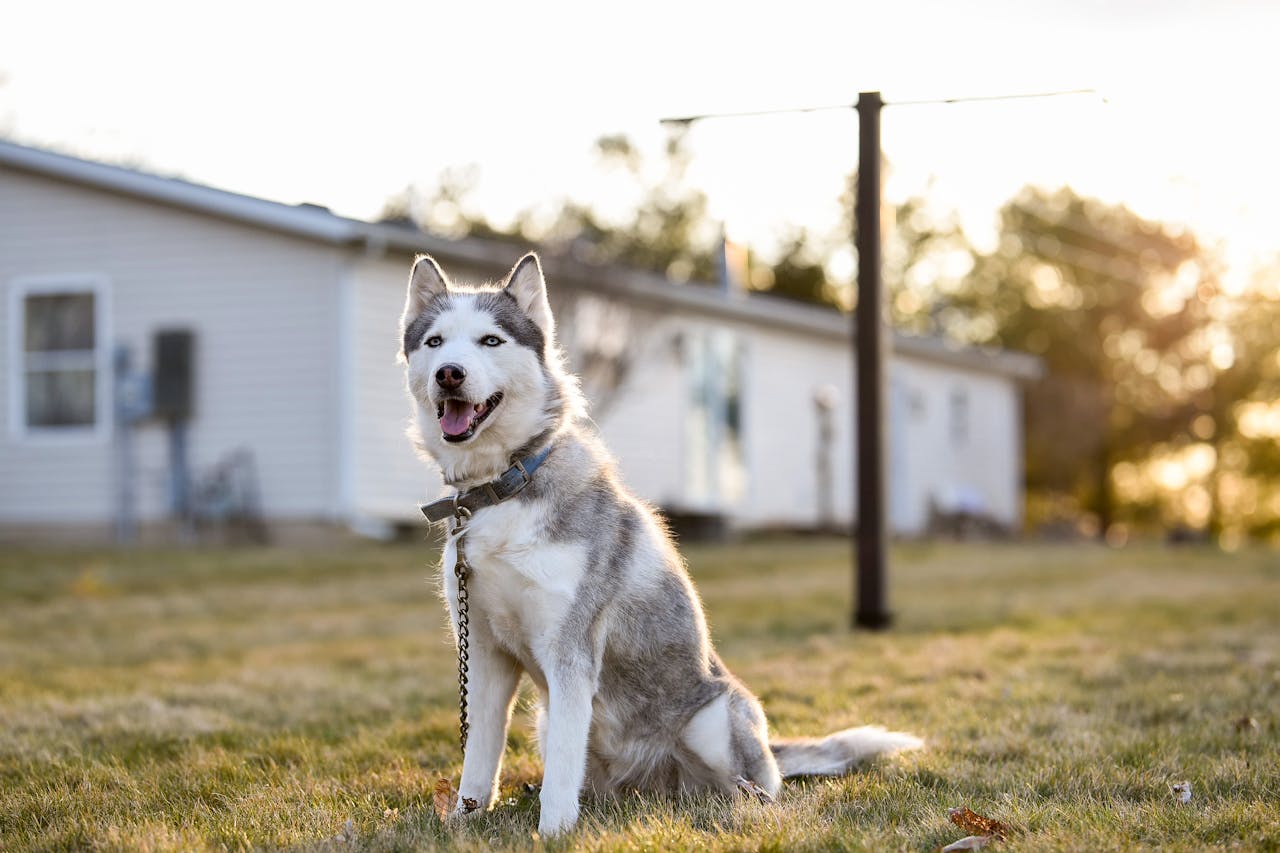 A expectativa de vida do Husky Siberiano varia entre 12 e 15 anos. Cuidados adequados, incluindo dieta equilibrada e exercícios regulares, garantem uma vida saudável. Consultas veterinárias frequentes também contribuem para seu bem-estar.