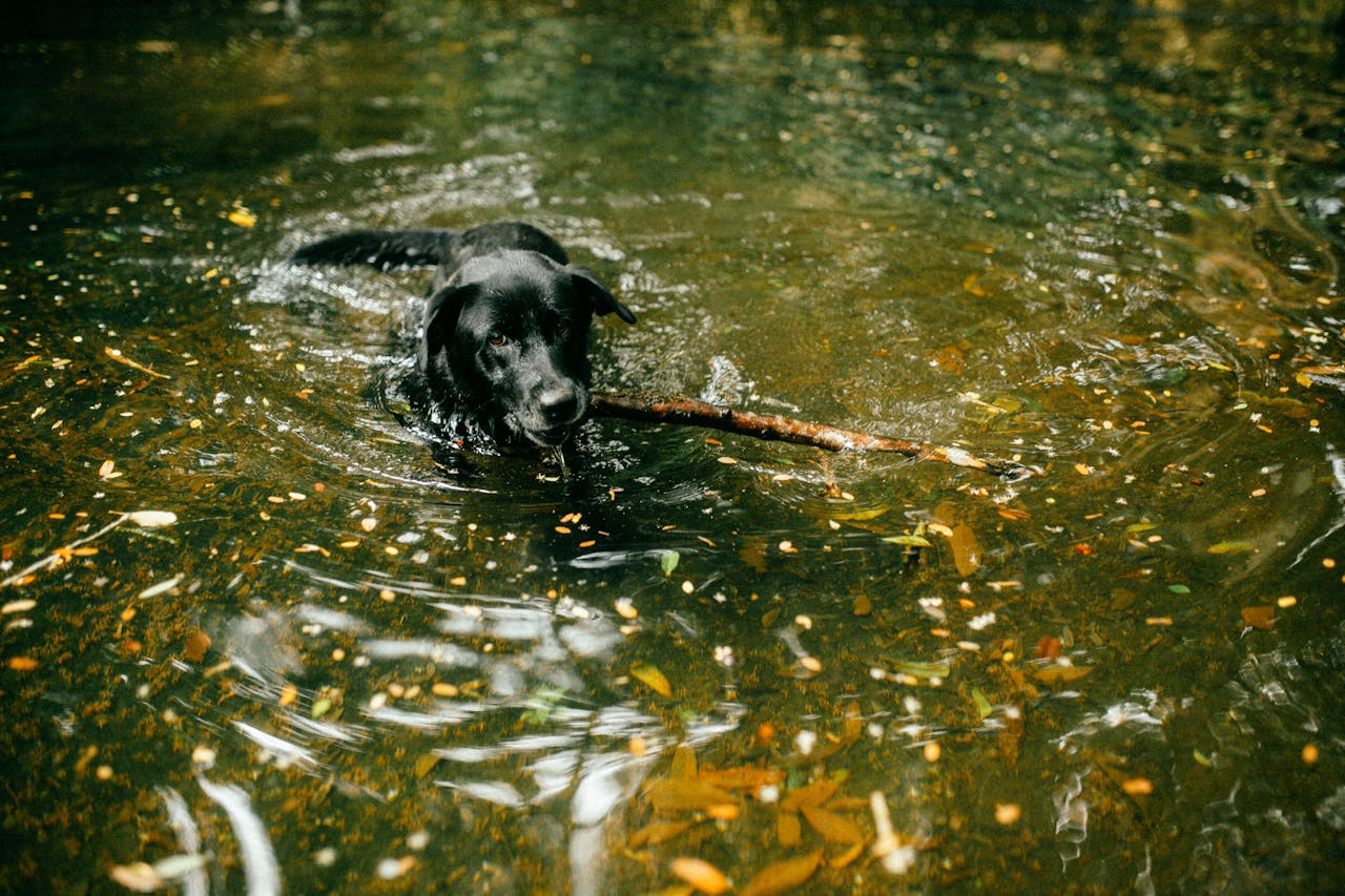Além da pelagem, é um cão de porte médio a grande, com uma estrutura musculosa e forte, o que o torna um excelente nadador. Sua cauda espessa, que se assemelha a uma 