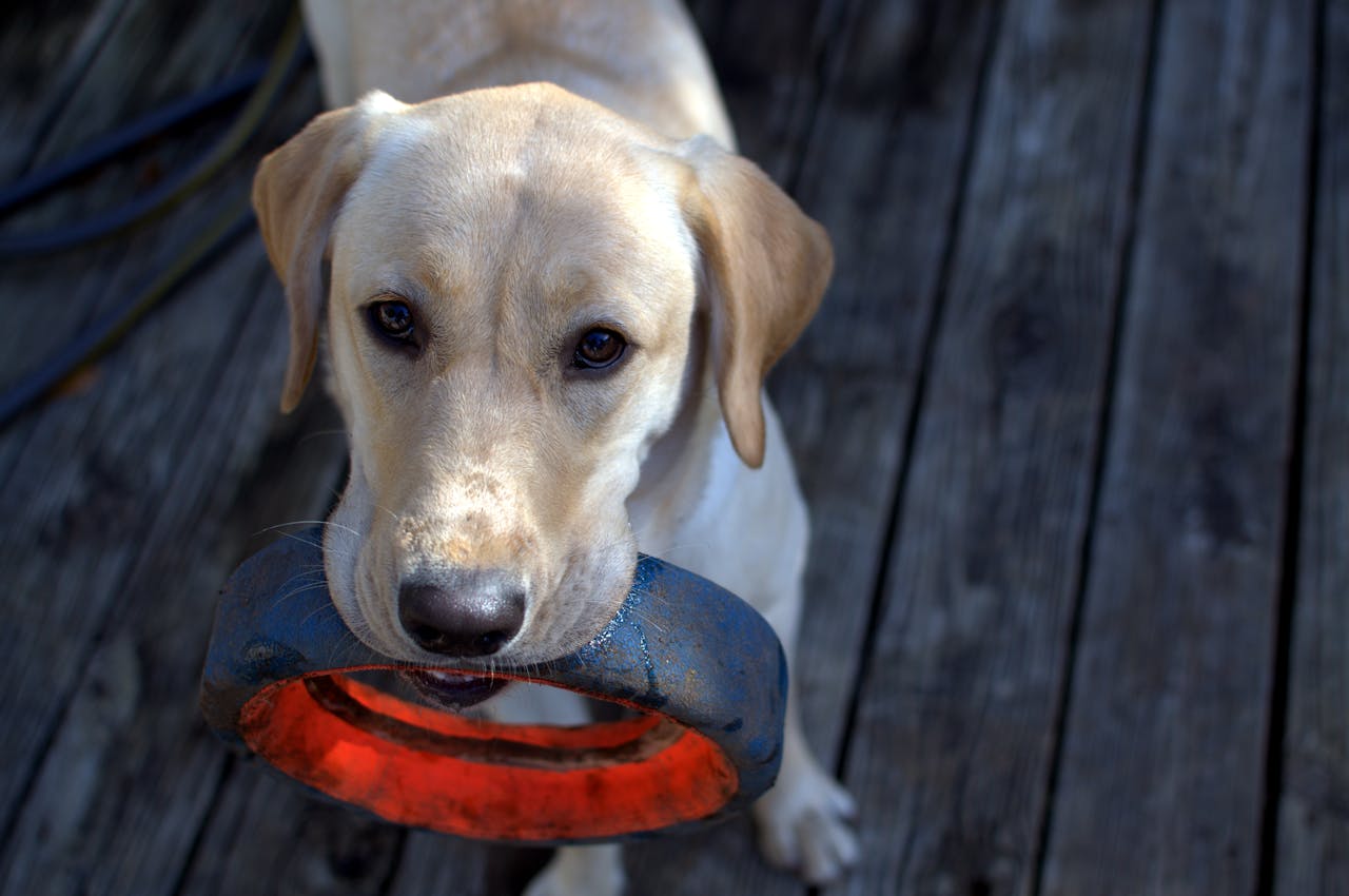 Os Labradores são altamente treináveis e possuem uma excelente capacidade de aprendizado, o que os torna ideais para tarefas como cães-guia para deficientes visuais, cães de terapia e cães de busca e resgate.