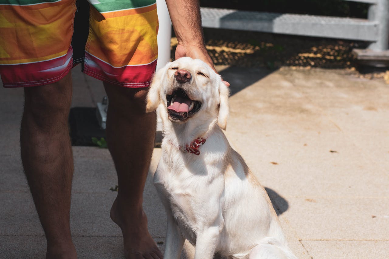 A expectativa de vida do Labrador é em média de 10 a 12 anos. Embora a raça seja geralmente saudável, ela pode ser propensa a problemas como displasia coxofemoral, problemas oculares e obesidade.