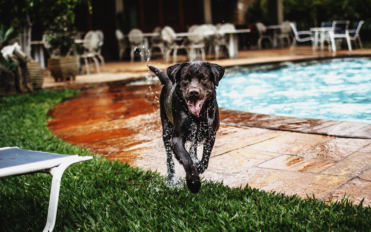 Apesar de seu temperamento gentil, os Labradores são cães enérgicos e necessitam de exercícios regulares. Eles adoram atividades ao ar livre, como caminhadas, corridas e, especialmente, nadar.