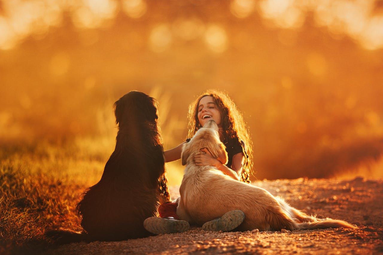 Esses cães tendem a se dar bem com outros animais, incluindo outros cães e gatos.