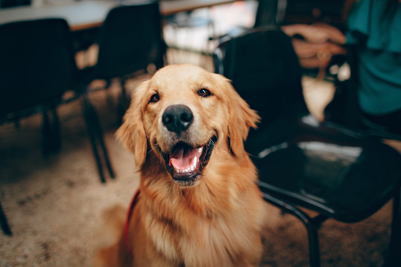O Labrador é uma das raças mais populares nos Estados Unidos, sendo frequentemente encontrado em lares familiares, centros de treinamento e até em ambientes de trabalho especializados.