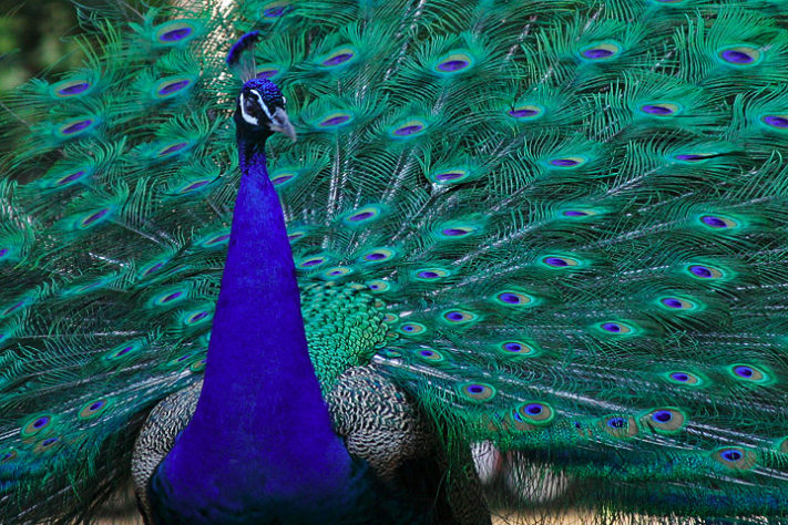 Pavão