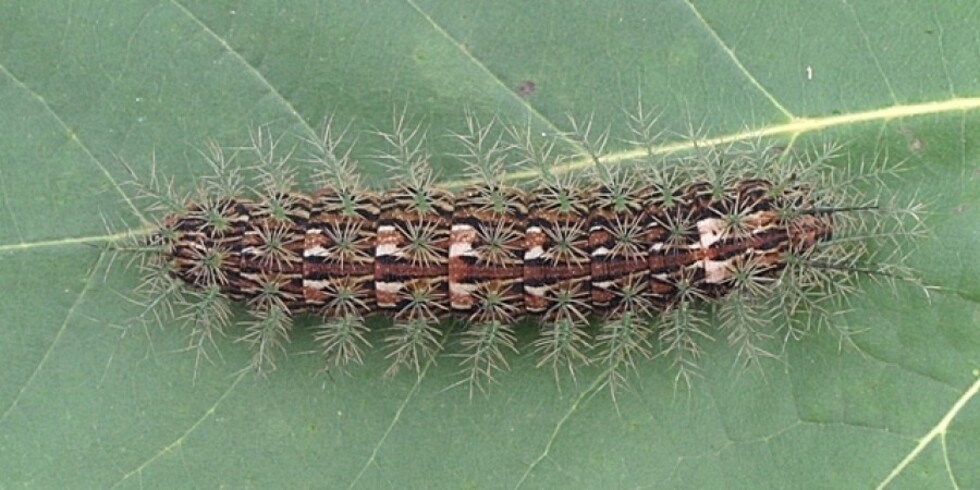 Taturana (Lonomia obliqua) - Forma um casulo no solo ou em folhas secas antes da fase adulta. O casulo protege contra predadores enquanto a lagarta vira mariposa. Sua seda é resistente e bem camuflada.