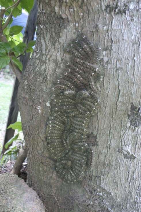 É uma mariposa venenosa encontrada no Brasil, especialmente no Sul e Sudeste. As lagartas possuem cerdas urticantes que podem ser letais. Elas têm hábitos gregários, se juntam umas às outras em colônia. Sua vida adulta dura cerca de uma semana.