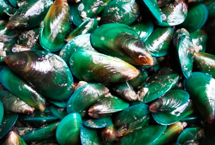 Um exemplo é o mexilhão-verde, que se adaptou a estruturas de barcos e píers. O lixo funciona como um 