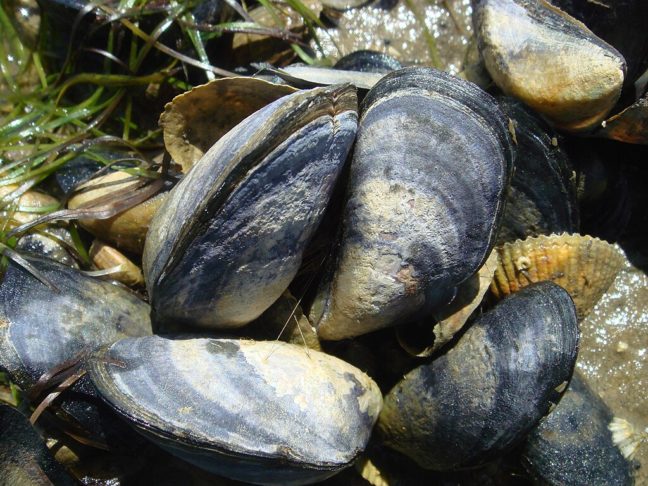 A introdução de espécies invasoras pode romper cadeias alimentares, afetando recursos pesqueiros e gerando impactos significativos.