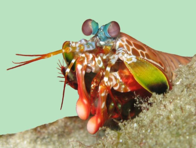 Camarão-louva-a-deus-palhaço/lagosta-boxeadora (Odontodactylus scyllarus)