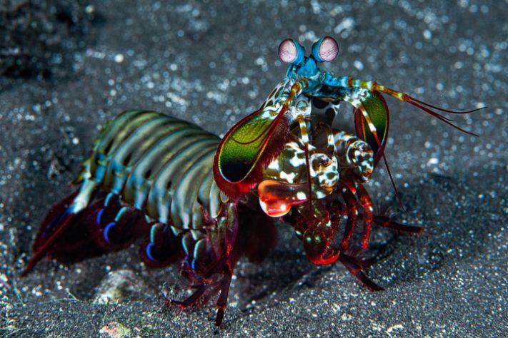 Camarão-louva-a-deus-palhaço/lagosta-boxeadora (Odontodactylus scyllarus)