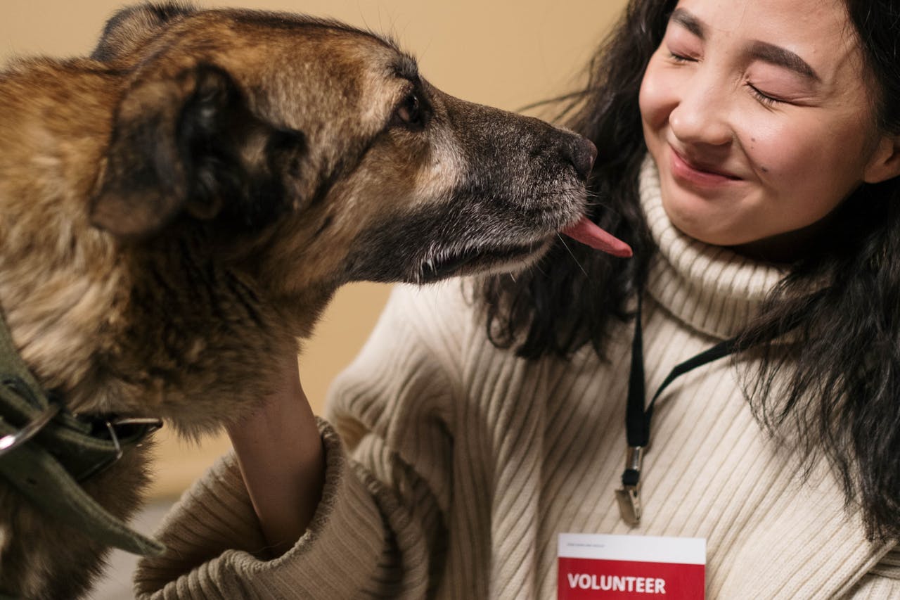 Pastor Alemão: inteligência e versatilidade canina