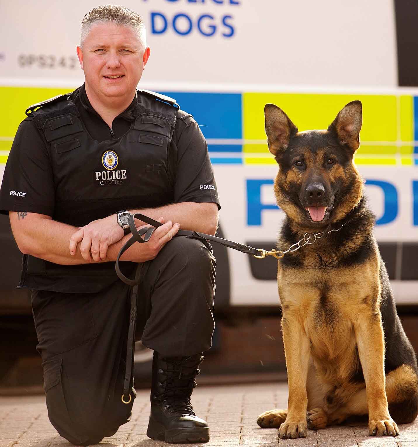 Essa raça é bastante encontrada em serviços de segurança. Seu faro apurado o torna ideal para buscas e resgates. Também é muito utilizado como cão-guia e em trabalhos assistidos.