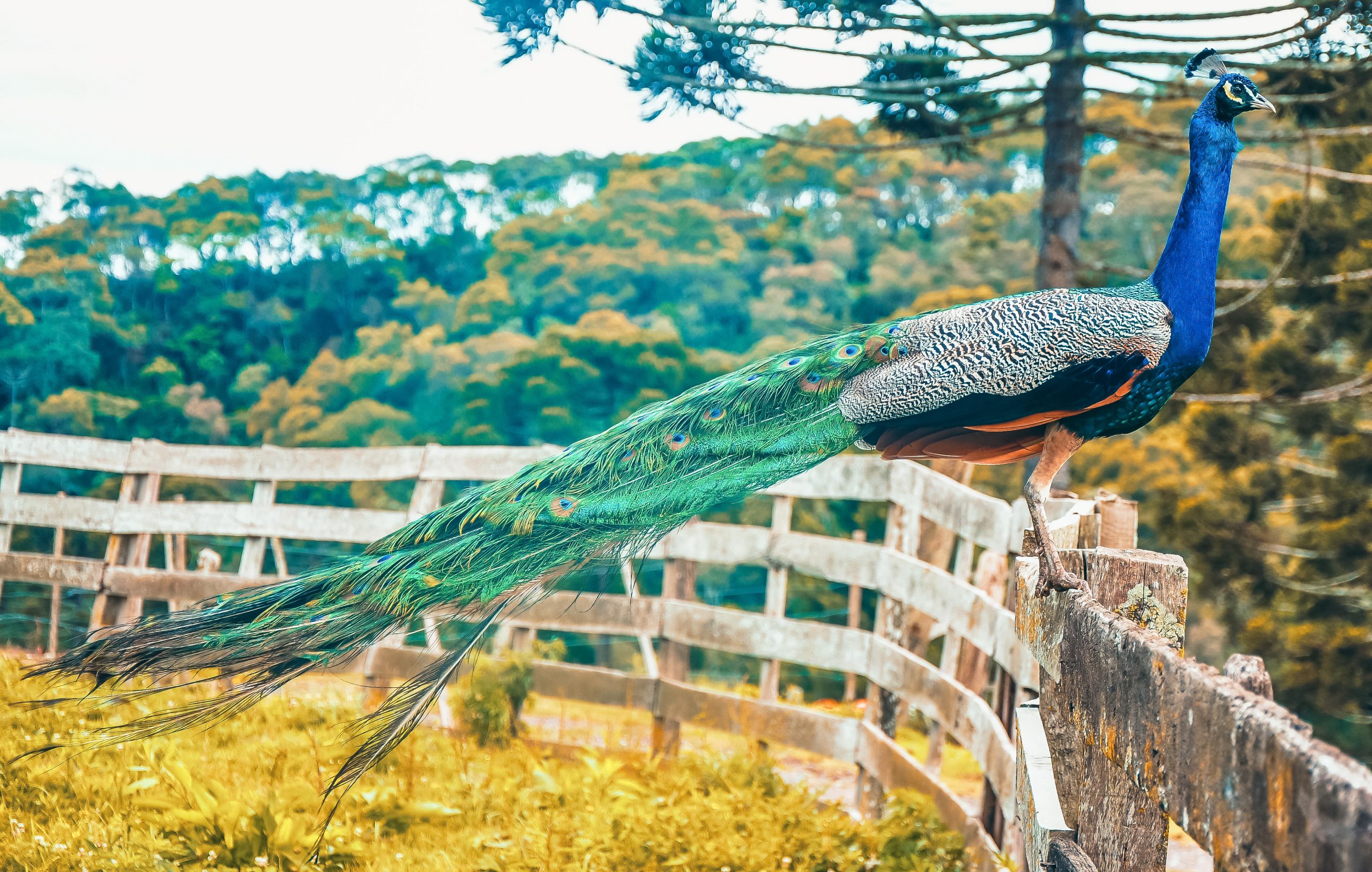 Durante o período de acasalamento, o pavão evidencia, ainda mais, o brilho e a cor de sua plumagem. Afinal, quando ele tenta cortejar a pavoa, abre o leque de penas e enriquece ainda mais a sua beleza.