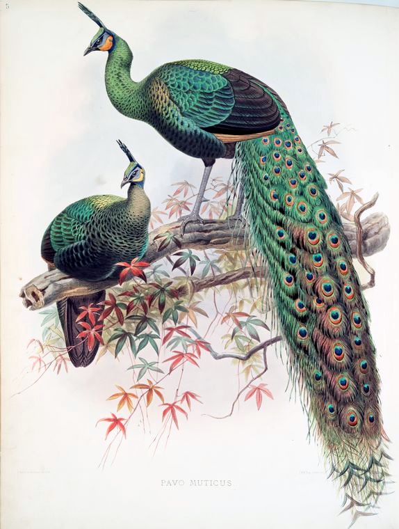 O belo pavão-verde também apareceu na obra de Daniel Giraud Elliot. Ele foi um zoólogo americano e um dos fundadores do Museu Americano de História Natural em Nova Iorque, da American Ornithologists' Union e da Société Zoologique de France