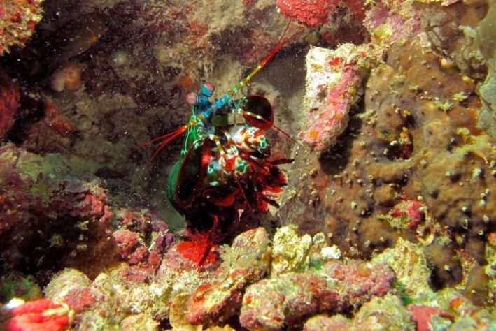 Camarão-louva-a-deus-palhaço/lagosta-boxeadora (Odontodactylus scyllarus)
