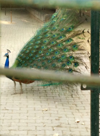 Pavão