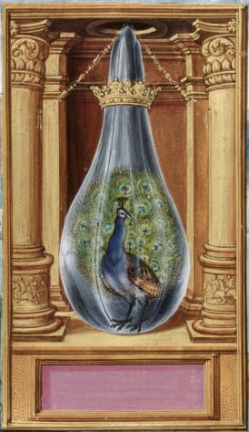 Pavão