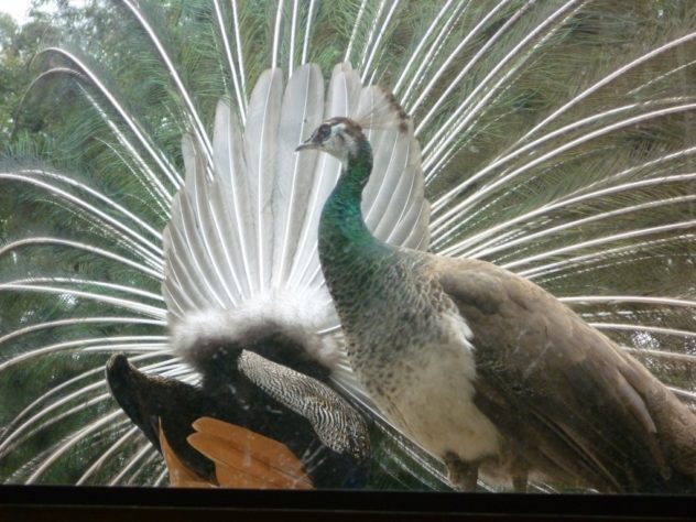 Pavão