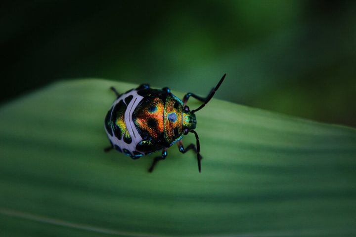 A família Scutelleridae, à qual ele pertence, possui diversas espécies coloridas, algumas com iridescência e variação de padrões. 