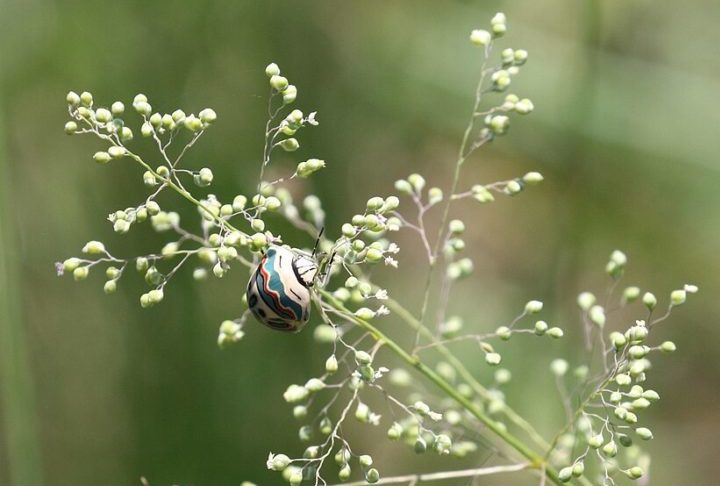 Além disso, ele libera um odor desagradável quando ameaçado, uma estratégia comum entre os percevejos para afastar predadores.