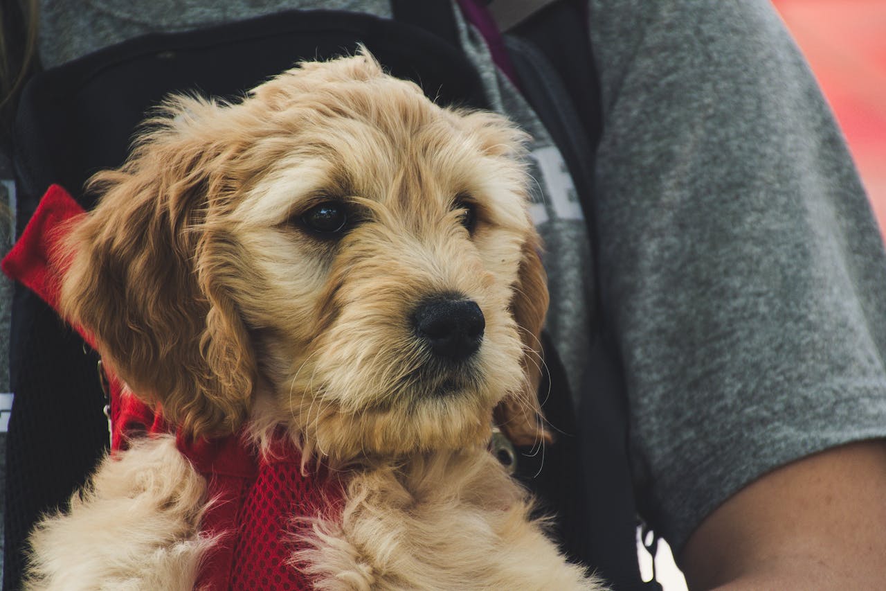 Seu pelo exige cuidados constantes, com escovaÃ§Ã£o frequente para evitar embaraÃ§os, e pode ser cortado de diversas maneiras, o que o torna um cÃ£o com aparÃªncia elegante.