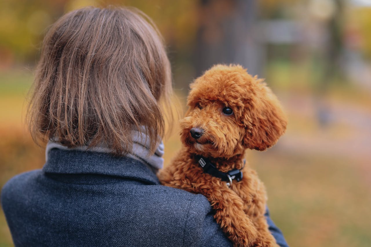 Com o tempo, o Poodle foi se tornando uma raça popular na França, onde passou a ser altamente valorizado pela nobreza. Foi então que o Poodle começou a ser criado em diferentes tamanhos: o Toy, o Miniatura e o Standard, com o Standard sendo o original. 