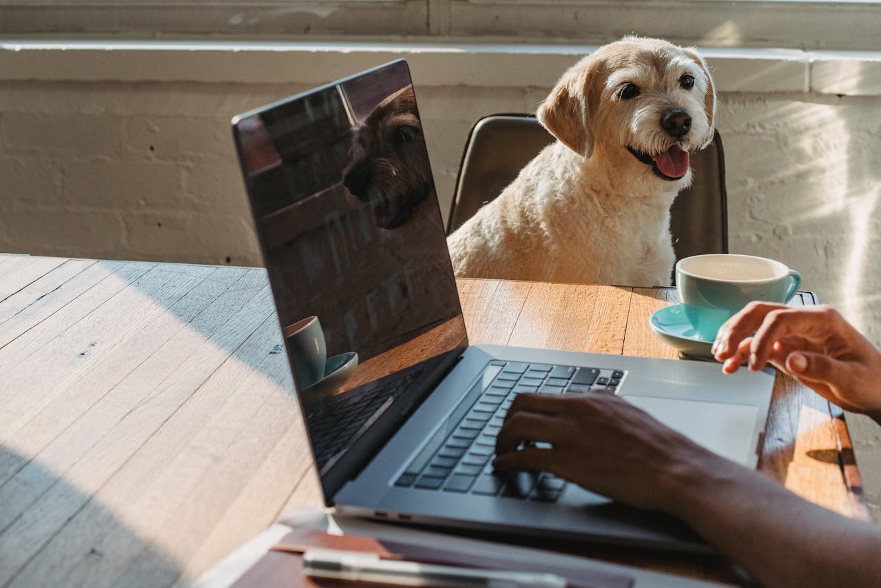 A raça é um ótimo exemplo de como a aparência e a personalidade podem se unir para formar um cão altamente versátil. Embora seja famoso por sua aparência elegante, o Poodle é muito mais do que isso, destacando-se por sua inteligência e habilidades em diversas atividades.
