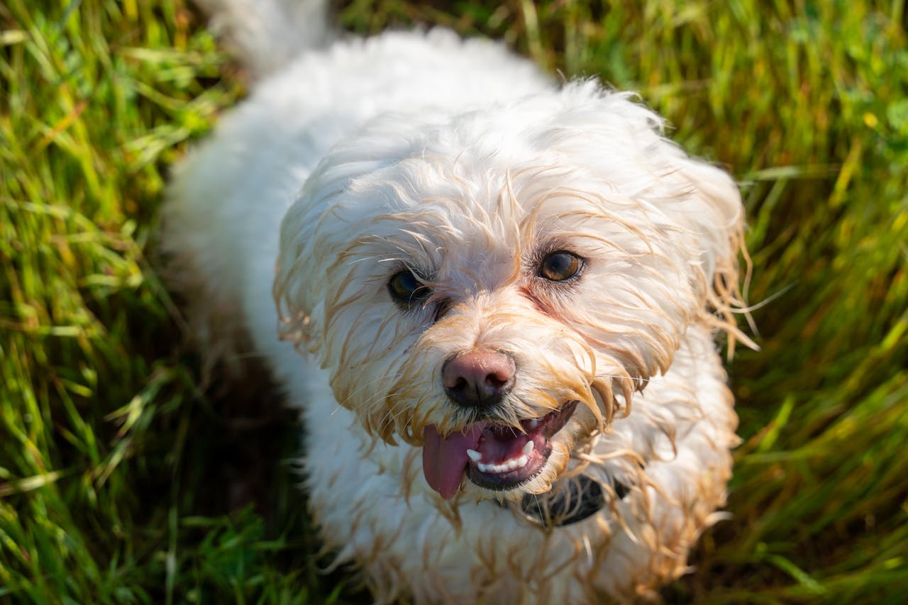 O Poodle é amplamente encontrado em lares ao redor do mundo, especialmente em países desenvolvidos. Nos Estados Unidos, por exemplo, ele é uma das raças mais populares devido à sua inteligência e aparência distinta. É comum ver Poodles participando de exposições e competições caninas.