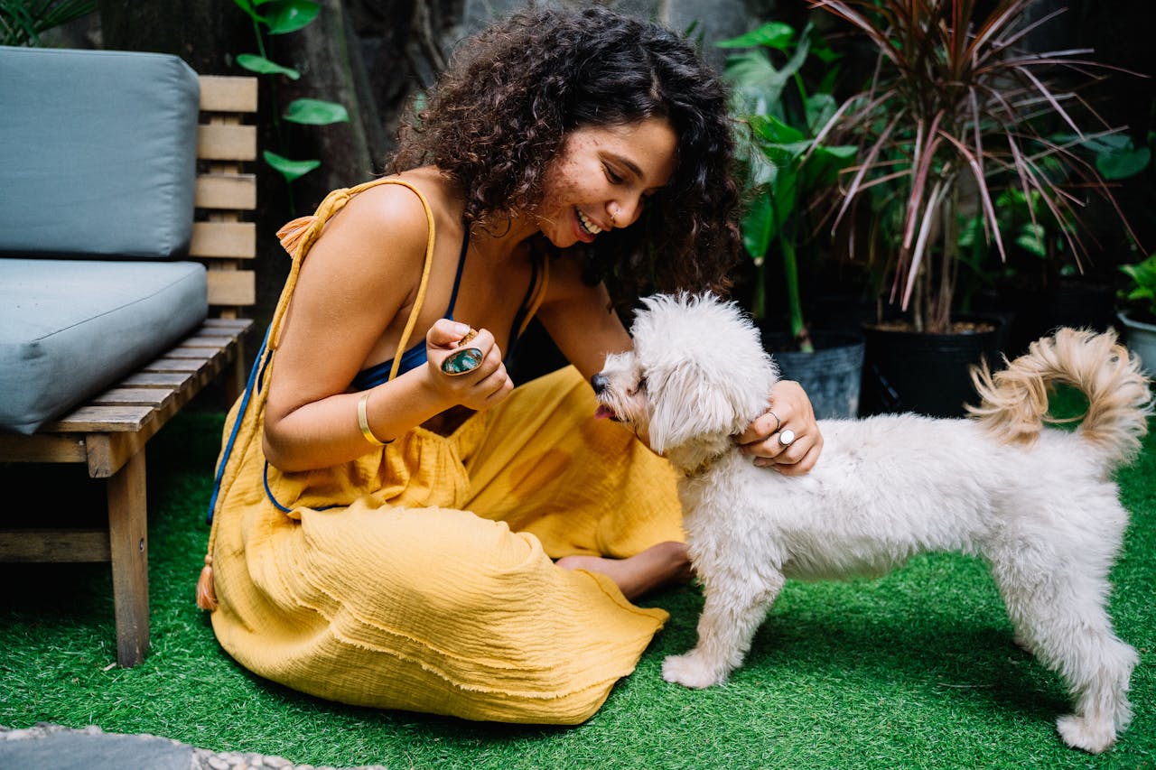 Na França, onde a raça é muito apreciada, o Poodle pode ser encontrado em competições e desfiles, mostrando toda sua graça e agilidade. A raça também se tornou um ícone da moda, com muitos famosos mantendo Poodles como animais de estimação, o que aumentou ainda mais sua popularidade.