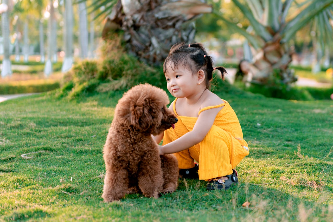 Em termos de personalidade, o Poodle é afetuoso e leal à sua família, mas pode ser um pouco reservado com estranhos. Eles são muito ligados ao seu dono e se adaptam bem a diferentes ambientes. A raça também se dá bem com outros animais e crianças, o que a torna uma ótima opção para famílias.