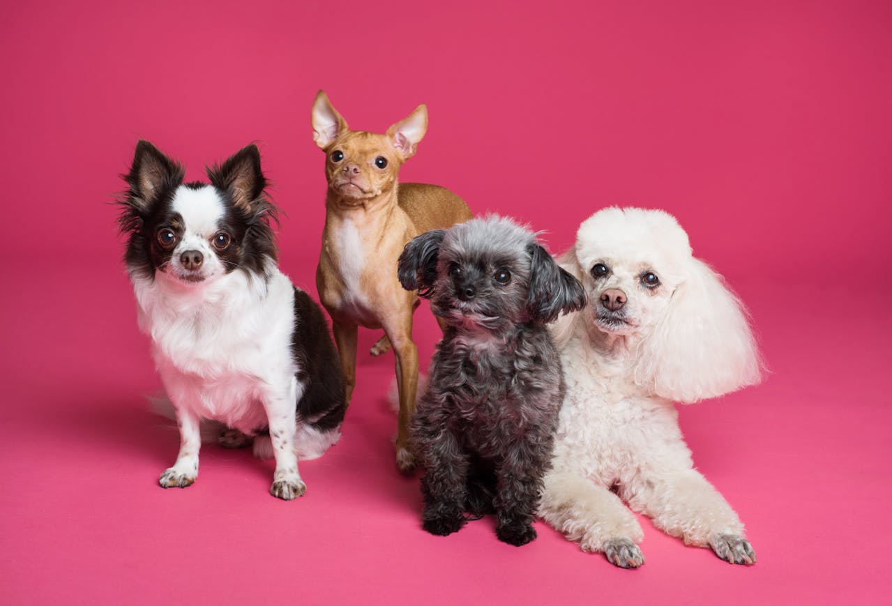 Em relação à socialização, o Poodle geralmente se dá bem com outros animais, especialmente se socializado desde filhote. Ele tende a ser amigável e não é agressivo, tornando-se uma boa escolha para famílias que possuem outros cães ou até mesmo gatos.