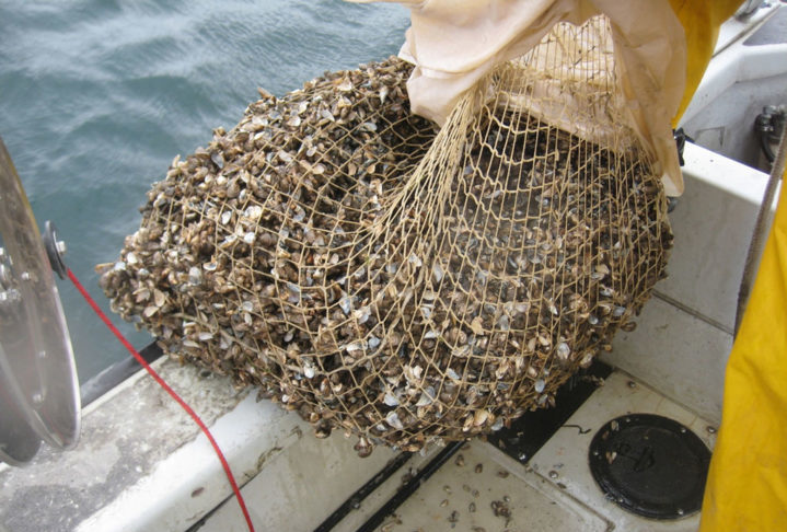 Esse molusco bivalve (possuem duas conchas que se completam) se alimenta de algas microscópicas e materiais em suspensão na superfície do mar.