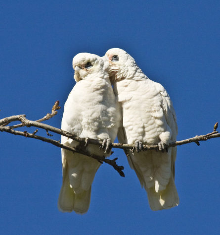 Cacatua
