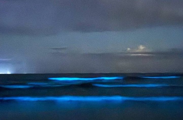 Mar Iluminado - bioluminescência