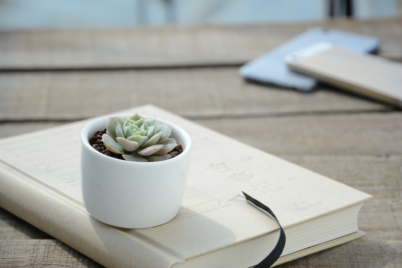 Como os cactos possuem diversos tamanhos, é fácil encaixá-los na decoração de qualquer ambiente. Seja em vasinhos, na mesa de centro da sala, no criado-mudo do quarto ou em jardins e numa varanda.