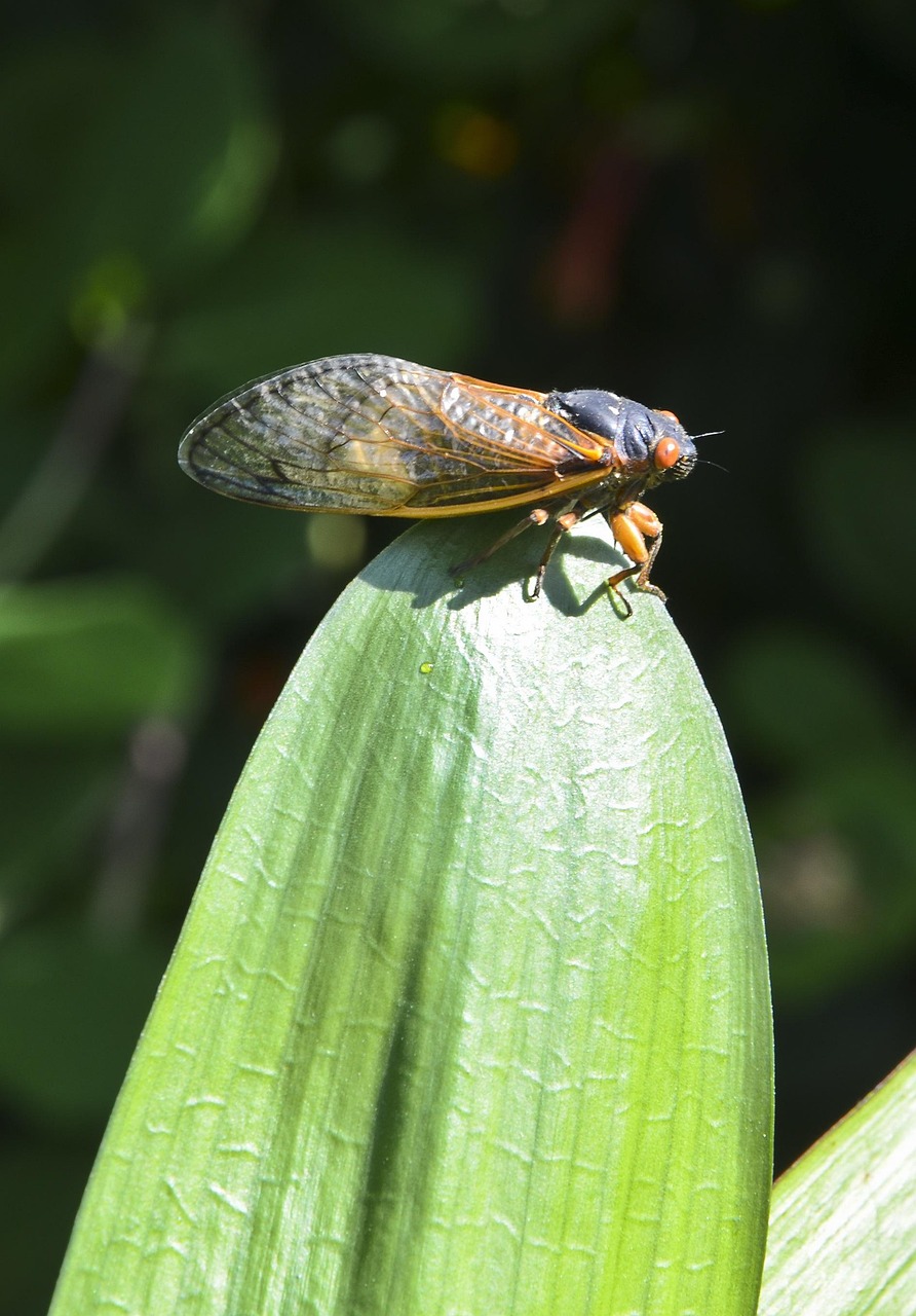 Esse inseto Ã© popular em diversas culturas e frequentemente associado ao verÃ£o e ao calor. As cigarras tÃªm um ciclo de vida peculiar e desempenham um papel importante nos ecossistemas.