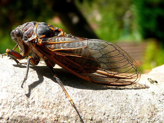Vivem em diversas regiões do planeta, desde florestas tropicais até áreas temperadas. São encontradas em árvores, arbustos e até mesmo em áreas urbanas, onde se adaptam bem.