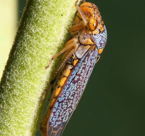 Canto das cigarras ressoa em dias quentes para atrair parceiros