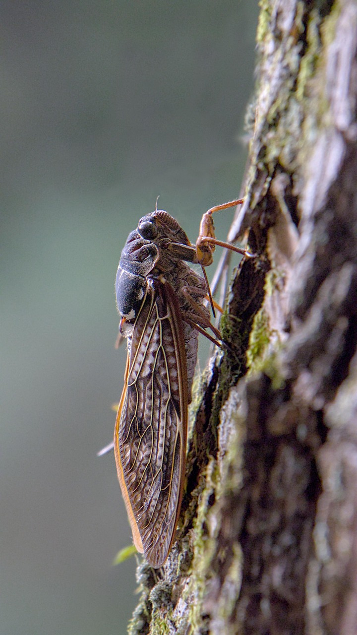 Fisicamente, as cigarras possuem corpo robusto, asas transparentes e olhos grandes e afastados. Seu tamanho varia conforme a espÃ©cie, podendo medir de 2 a 5 centÃ­metros