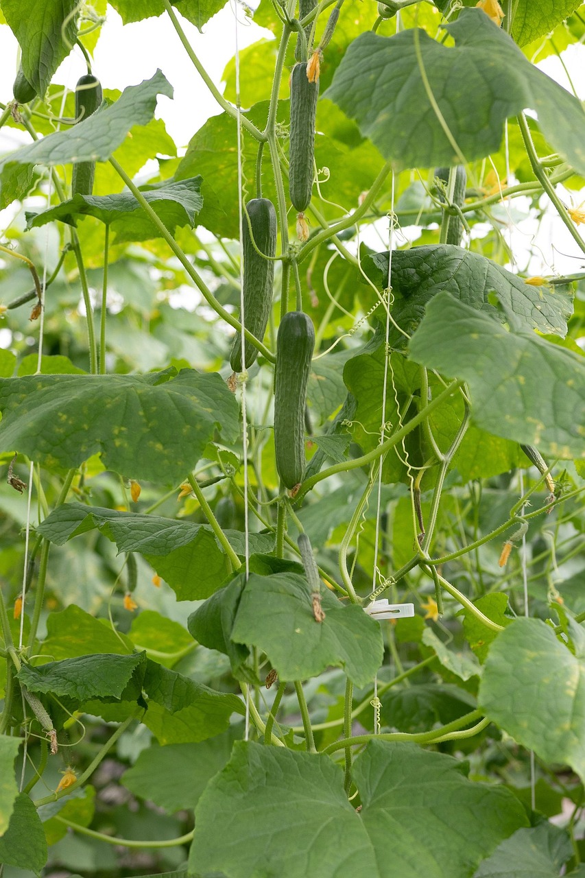 O pepino é também uma excelente fonte de antioxidantes, como flavonoides e taninos, que ajudam a combater os radicais livres no corpo, prevenindo o envelhecimento precoce e o surgimento de doenças crônicas.