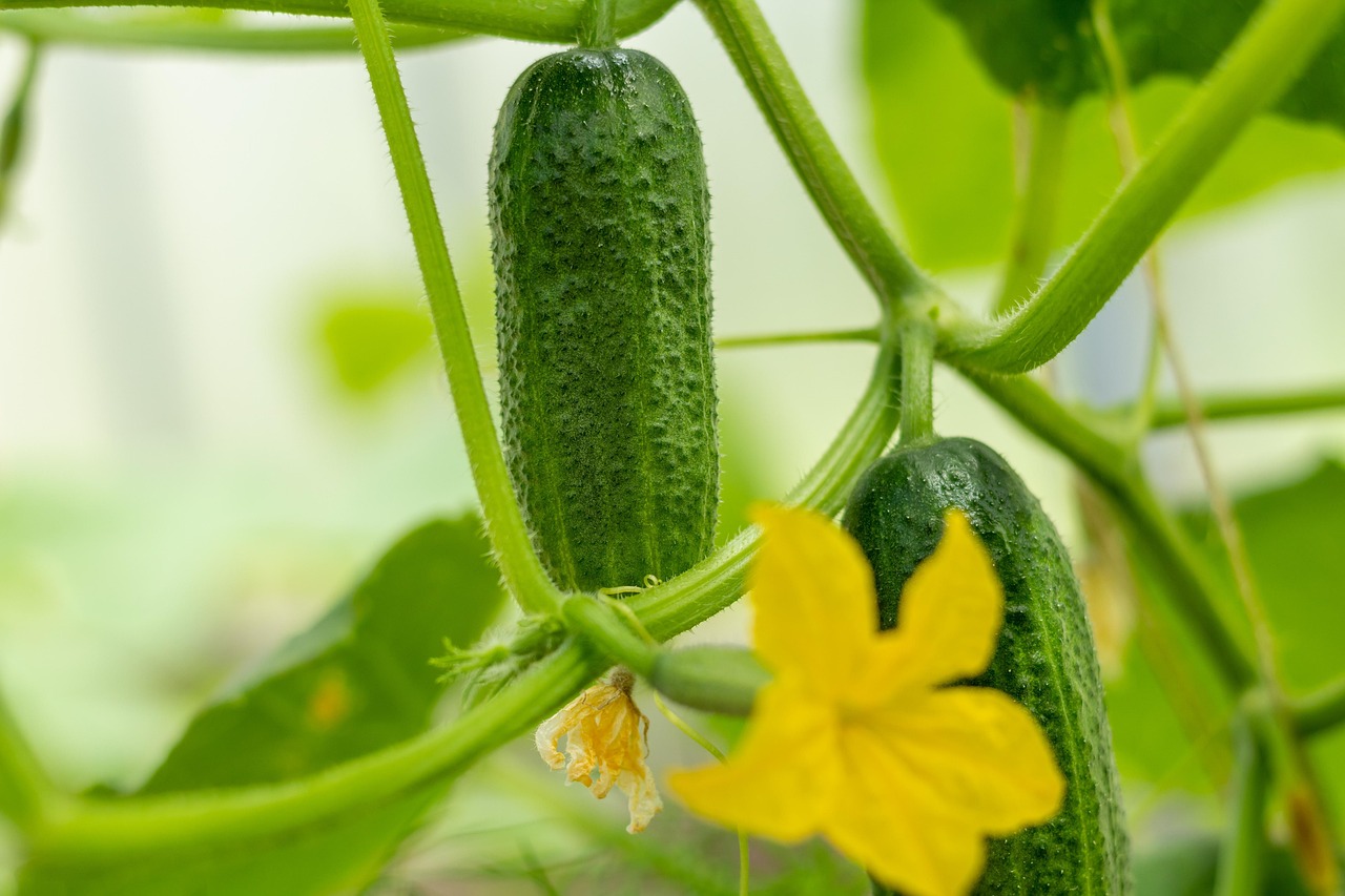 A saúde cardiovascular também se beneficia do consumo regular de pepino. Afinal, é rico em fibras, antioxidantes, potássio e magnésio, elementos que ajudam a reduzir o colesterol LDL (o colesterol ruim), a controlar a pressão arterial e a promover a circulação sanguínea saudável.
